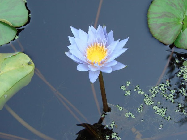 Fiori di Loto Azzurro