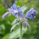 Fiori di borragine