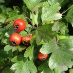 pianta spontanea per attenuare l'ipertensione