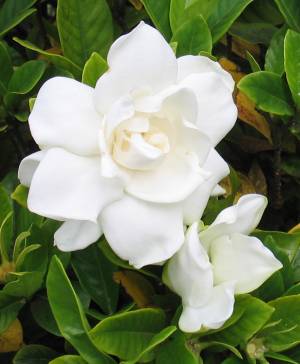 Gardenia