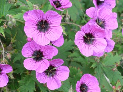 Geranium psilostemon