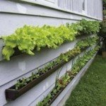 Giardino verticale