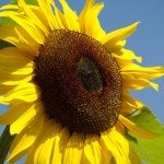 Girasole