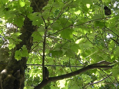 Godere dell'ombra di un Platano