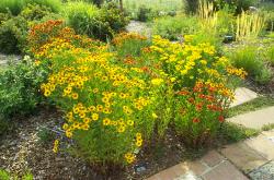 HELENIUM