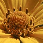 Heliopsis helianthoides - particolare