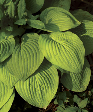 Hosta - Foglie