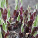 Hosta con il caldo inizia a germogliare