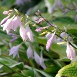 Hosta in fiore