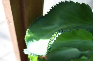 Kalanchoe daigremontiana