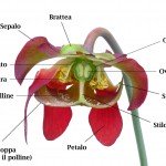 Le parti del fiore