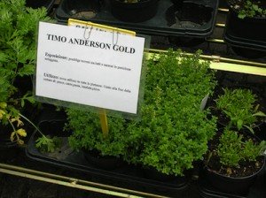Le piante aromatiche - Timo