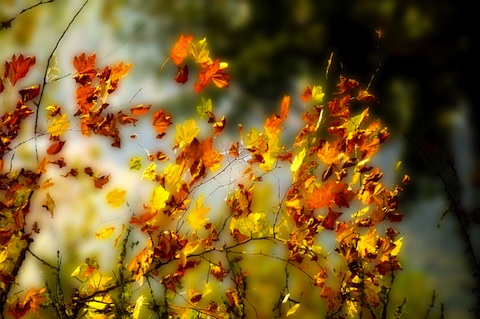 Lo spettacolo autunnale offerto dallle foglie