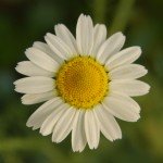 Margherita - Infiorescenza