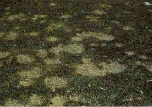 Myriosclerotinia Borealis o volgarmente Muffa delle nevi