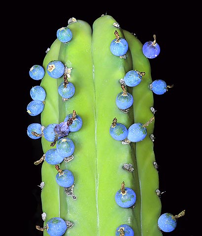 Myrtillocactus Geometrizans-Bacche