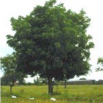 Neem - pianta insetticida