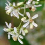 Neem - fiori