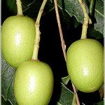 albero di Neem