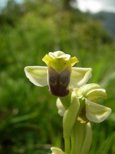 Ophrys pallida Ophrys pallida