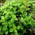 Origano