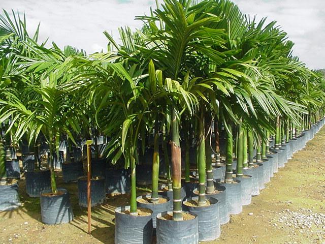 Palme da interno