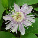 Passiflora