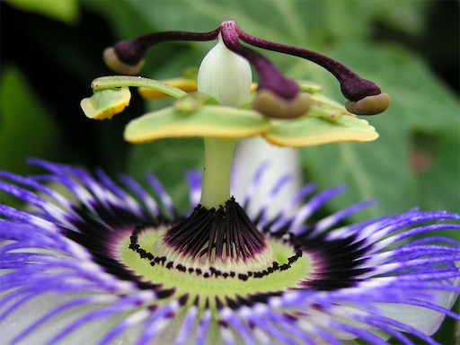 Passiflora - stilo centrale