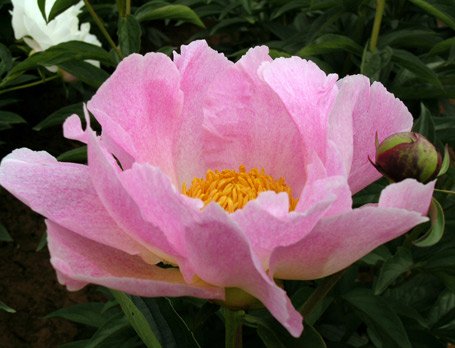 Peonia Pink Princess