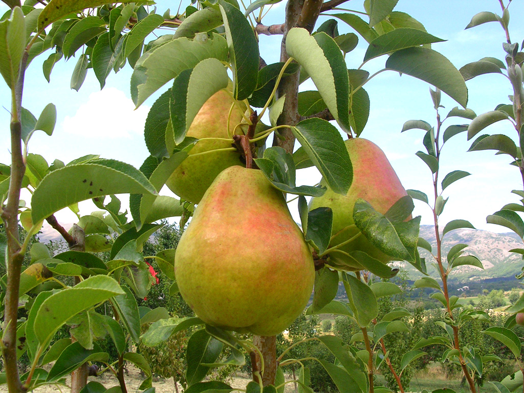 Il Pero: un albero da frutto comune - Giardinaggio Piante e Fiori