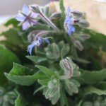 Pianta di borragine