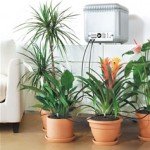 Piante da appartamento