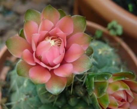 Piante grasse in fiore
