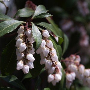 Pieris Japonica con fiore a campanula dai toni bianchi