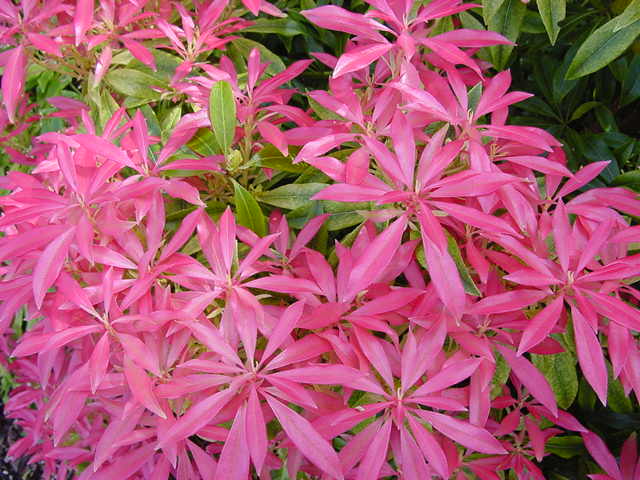 Pieris japonica
