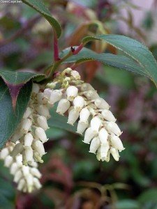 Pieris, una pianta perfetta per le bordature