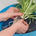 coltivazione idroponica