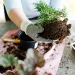 Rinvasare le piante d'appartamento