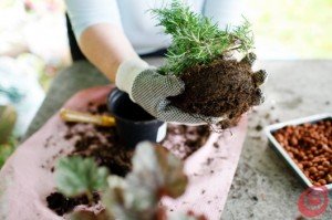 Rinvasare le piante d'appartamento