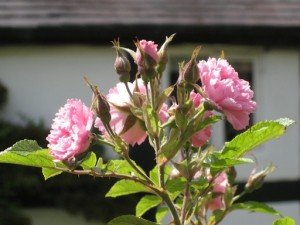 Riordinare rose e rosai