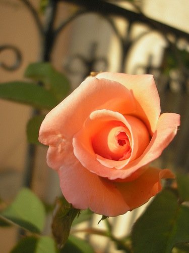 Rosa arancione