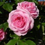 Rosa inglese