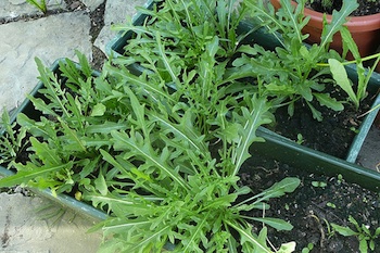 Rucola selvatica