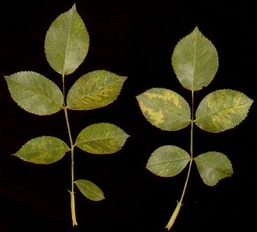 Scolorimento fogliame