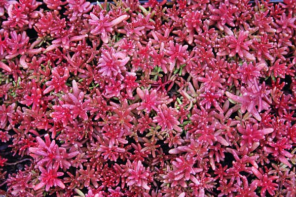 Sedum Coral Carpet