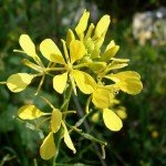 Sinapis Alba