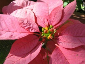 varietà fiori rosa