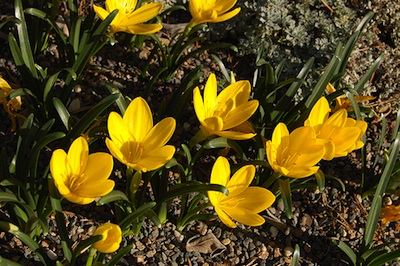 Sternbergia Lutea