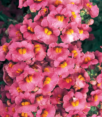Sunsatia Raspberry