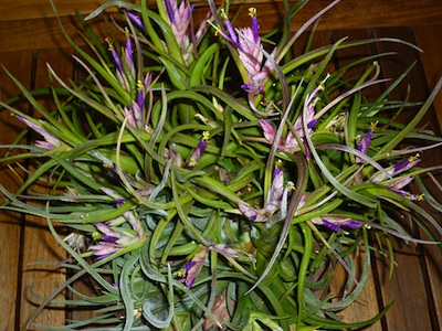Tillandsia caput medusae